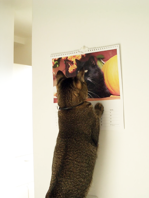 カレンダー⭐︎ 🗓️カレンダーの日