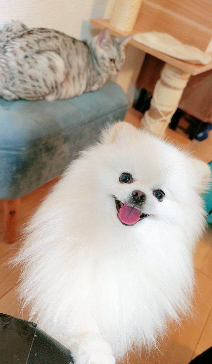 おこめ屋 (@chimaki0328) / Posts / X