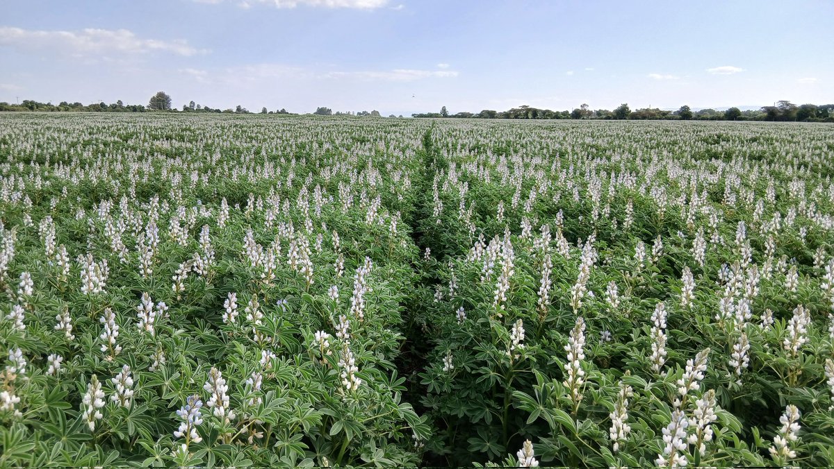 More gratuitous lupin shots from today. Because we have slowly overcome Rhizoctonia Hypocotyl Rot and overcome weed challenges 😊