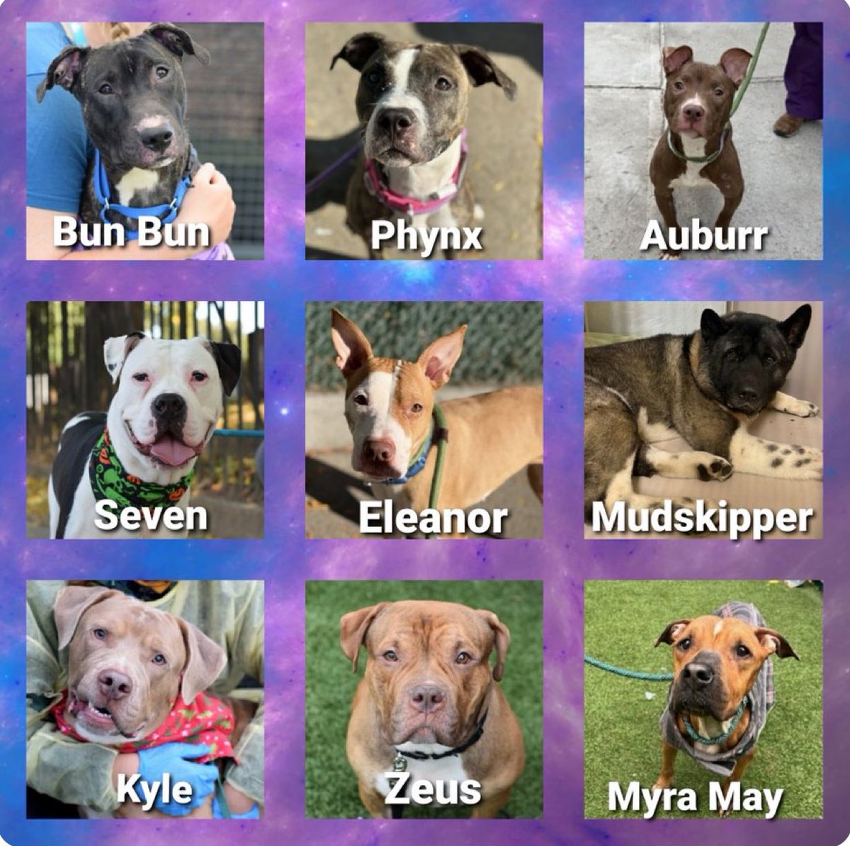 KILL COMMANDS NYCACC 💔 LOW PLEDGES 🆘⚠️ 
THEY ARE IN DANGER NOW 🆘⚠️🆘
FOSTERS DESPERATELY NEEDED TO SAVE THESE 
PRECIOUS DOGS 🆘⚠️🆘
#RescueOnly -Adopt with New Hope Partner 🆘⚠️ 
#Foster🆘 DM <a href="/CathyPolicky/">Cathy Policky</a> if you can Foster or 
HELP ⚠️
#Pledge4Rescue please 🆘⚠️🆘
Plz Share ⚠️