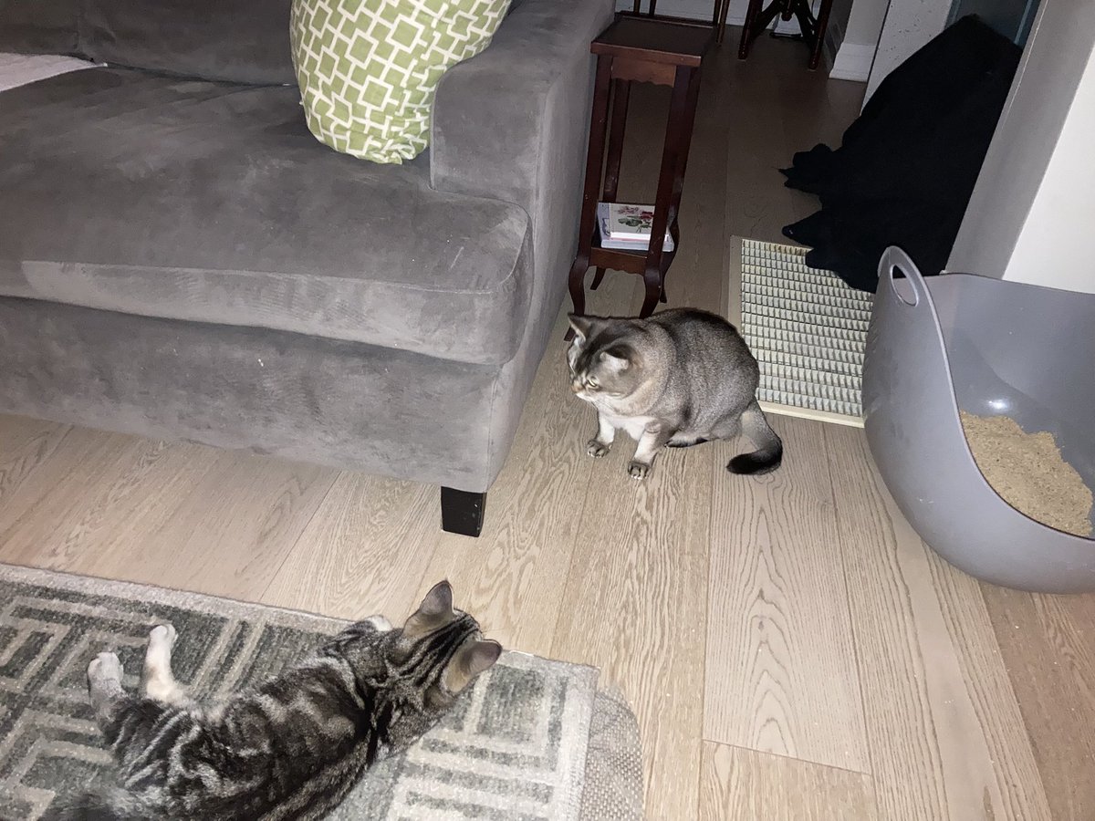 leet_muffin's tweet image. What fresh hell is this?

Actually, they are starting to integrate very well. Phew