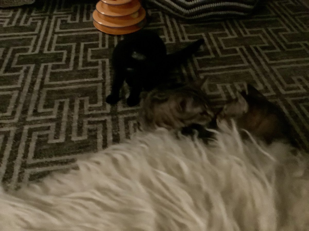 leet_muffin's tweet image. What fresh hell is this?

Actually, they are starting to integrate very well. Phew