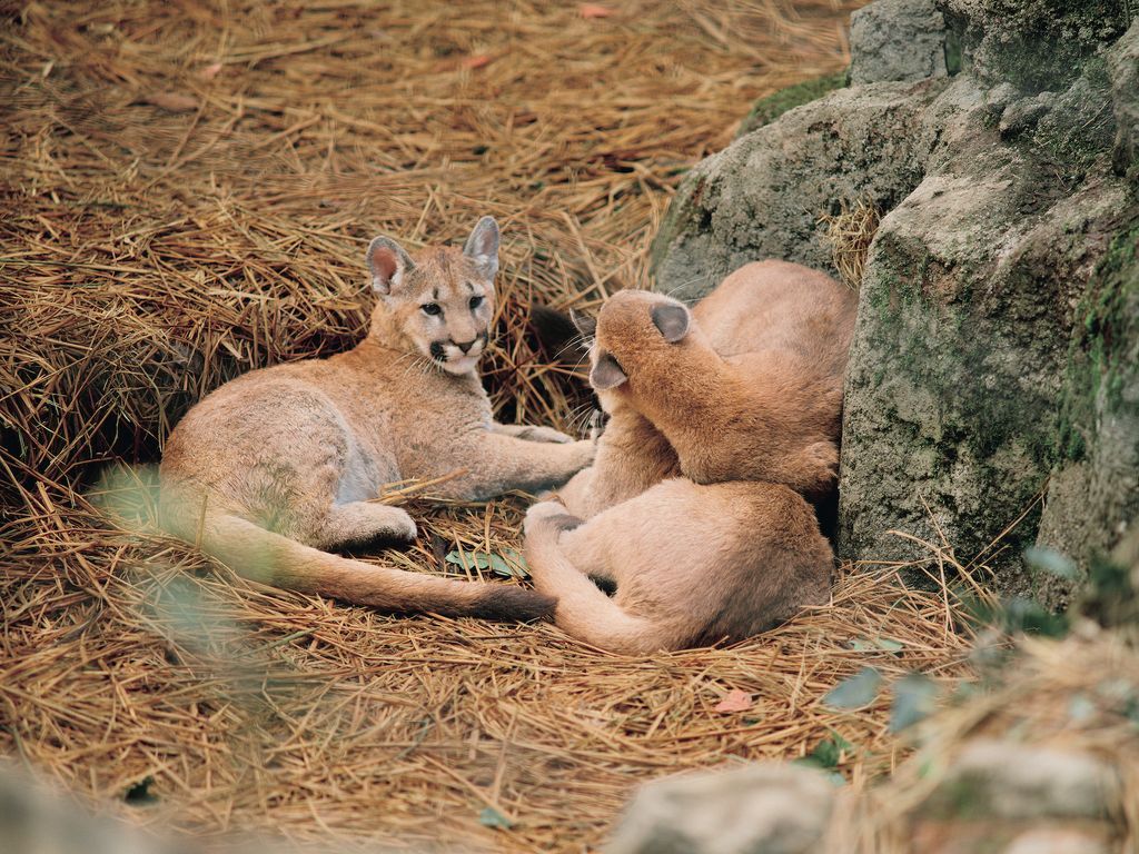11月28日発売】Hanako1月号『猫がいれば、幸せ♡』 「あの店の看板猫