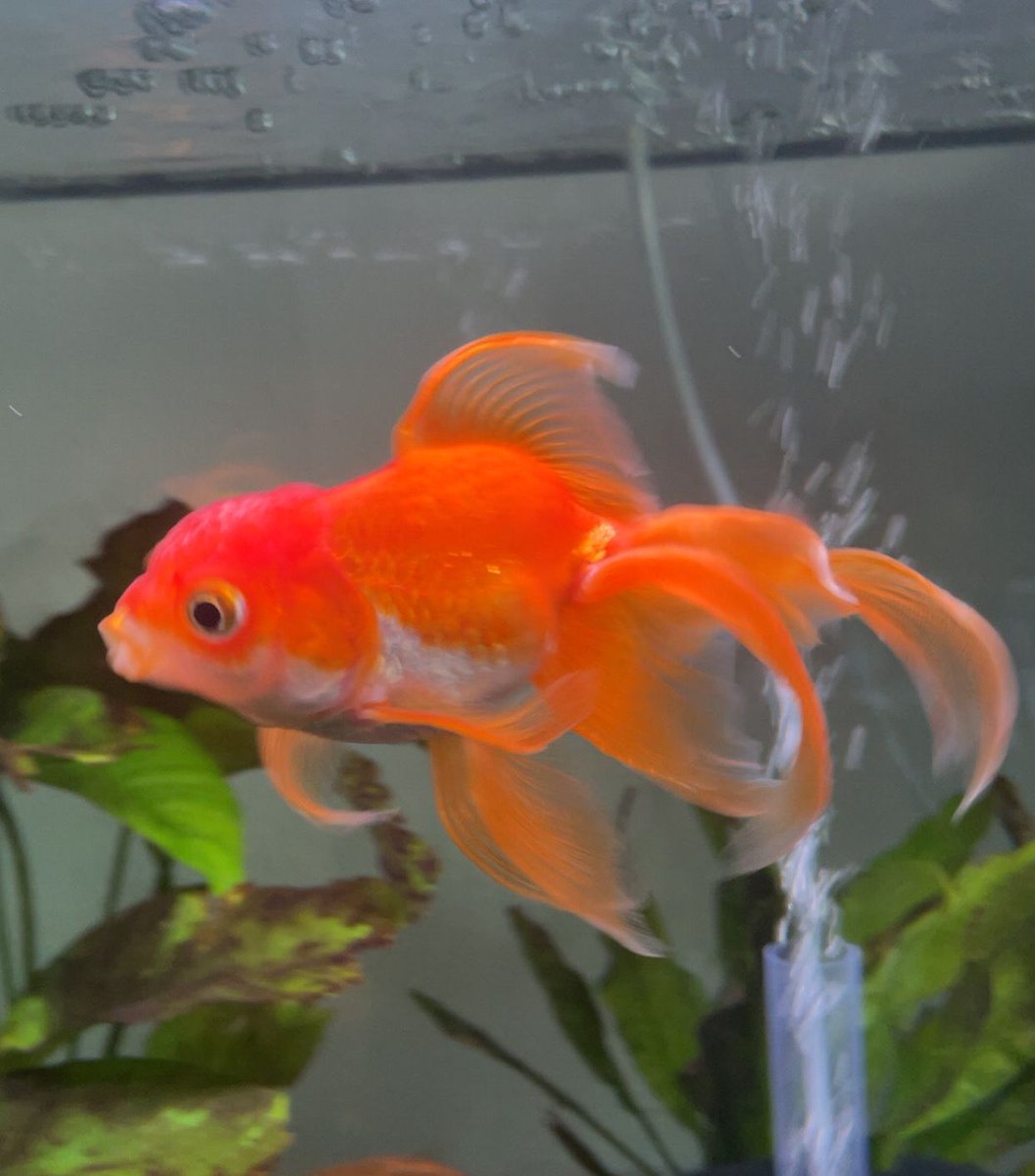 Dexerto's tweet image. Tortellini, the viral goldfish that beat some of Elden Ring&apos;s &quot;hardest&quot; bosses, has died aged 3

Owner PointCrow announced the news online, adding, &quot;He&apos;s lived a god damn good life ... I&apos;m sure he&apos;s swimming in the great tank in the sky right now&quot;