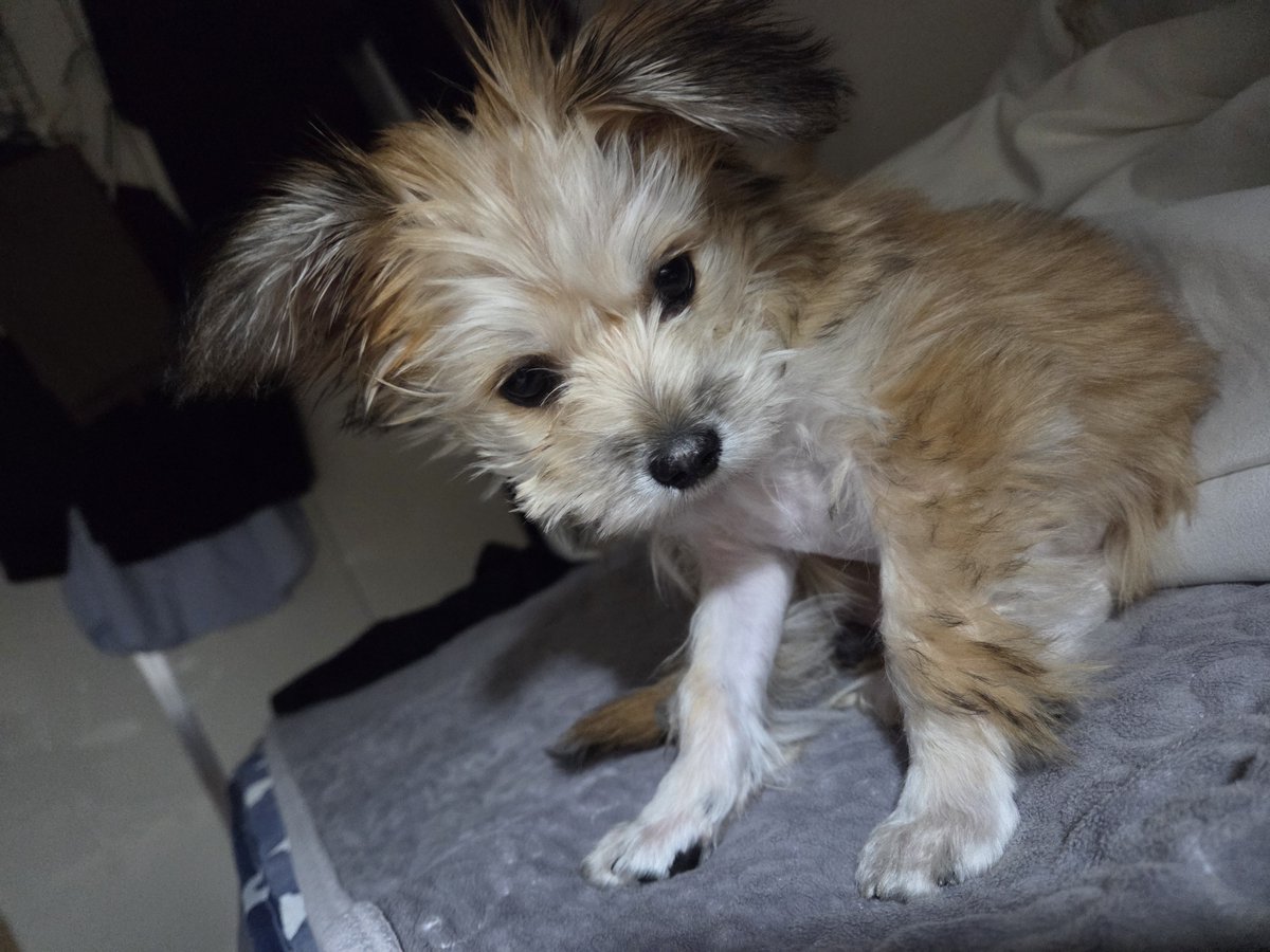 HaruDiary1102's tweet image. 하루 오른쪽 귀가 몬가 점점 서는 거 같은 느낌
그나저나 진짜 귀엽다..
하루가 아직 자기 이름을 모르는데 이러다가 이름을 귀여워로 아는거 아닐까요