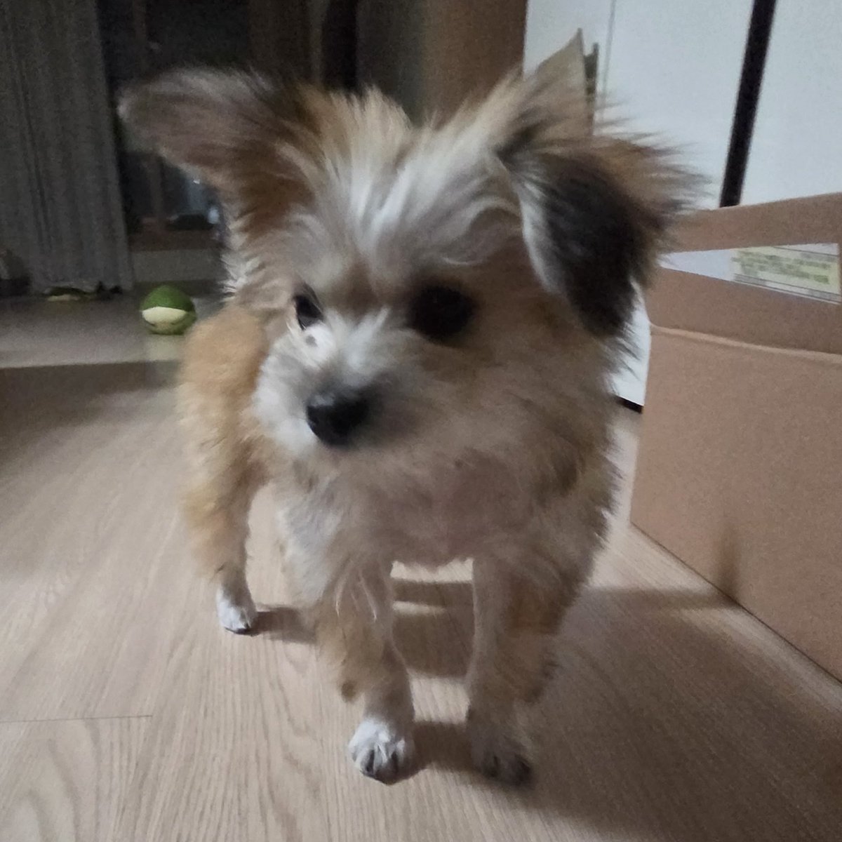 HaruDiary1102's tweet image. 하루 오른쪽 귀가 몬가 점점 서는 거 같은 느낌
그나저나 진짜 귀엽다..
하루가 아직 자기 이름을 모르는데 이러다가 이름을 귀여워로 아는거 아닐까요