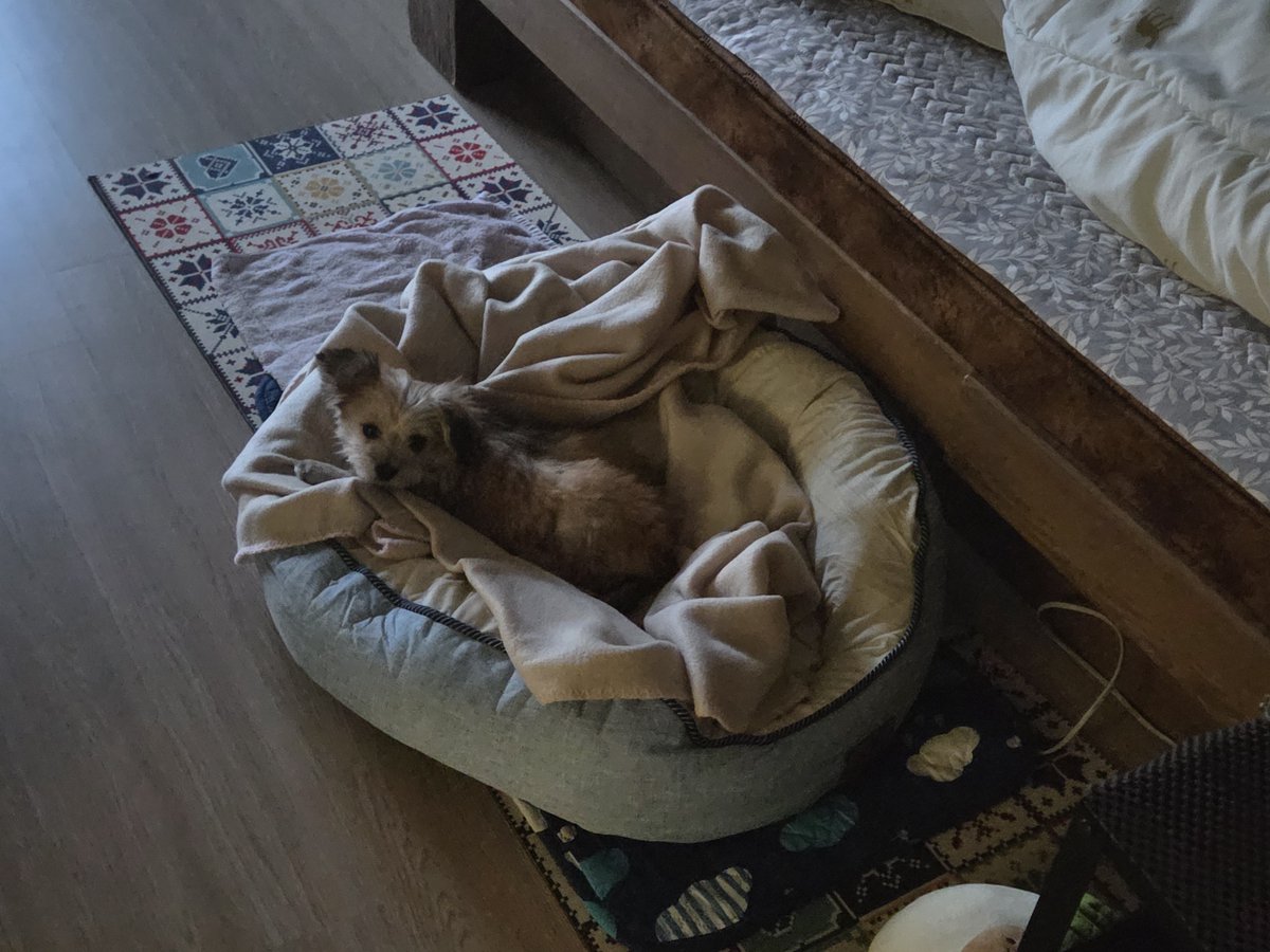 HaruDiary1102's tweet image. 하루 오른쪽 귀가 몬가 점점 서는 거 같은 느낌
그나저나 진짜 귀엽다..
하루가 아직 자기 이름을 모르는데 이러다가 이름을 귀여워로 아는거 아닐까요