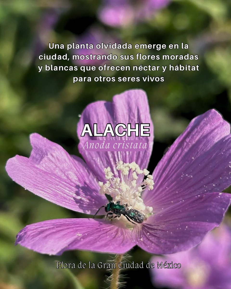 Mi emoción cuando vi a la abeja revoloteándose entre el polen del Alache.