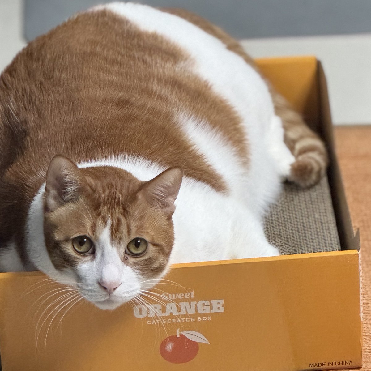 조금 많~~~~~~이 큰 고당도 오렌지🍊💦💦💦💦 
내년에는 다이어트를 꼭🥹💦💦💦💦