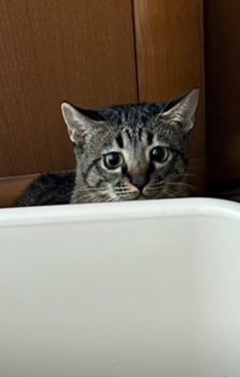 ちくわのこの顔よwww
かわいすぎるやろwww

ちくわ日記