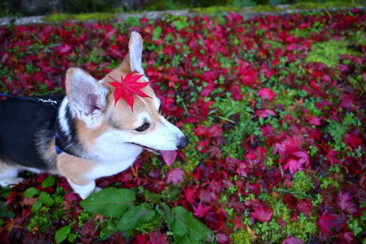 yumekui03's tweet image. 🐶🍁

#コーギー #corgi #犬 
#散歩 #お写ん歩 #紅葉