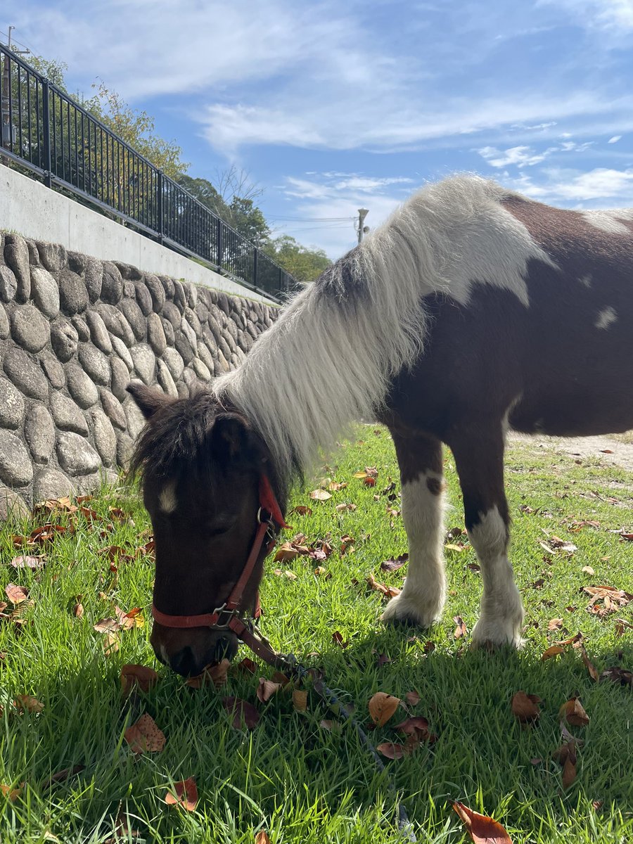 ポニーたちは毎日公園をお散歩しているので見つけたら優しく声を掛けて