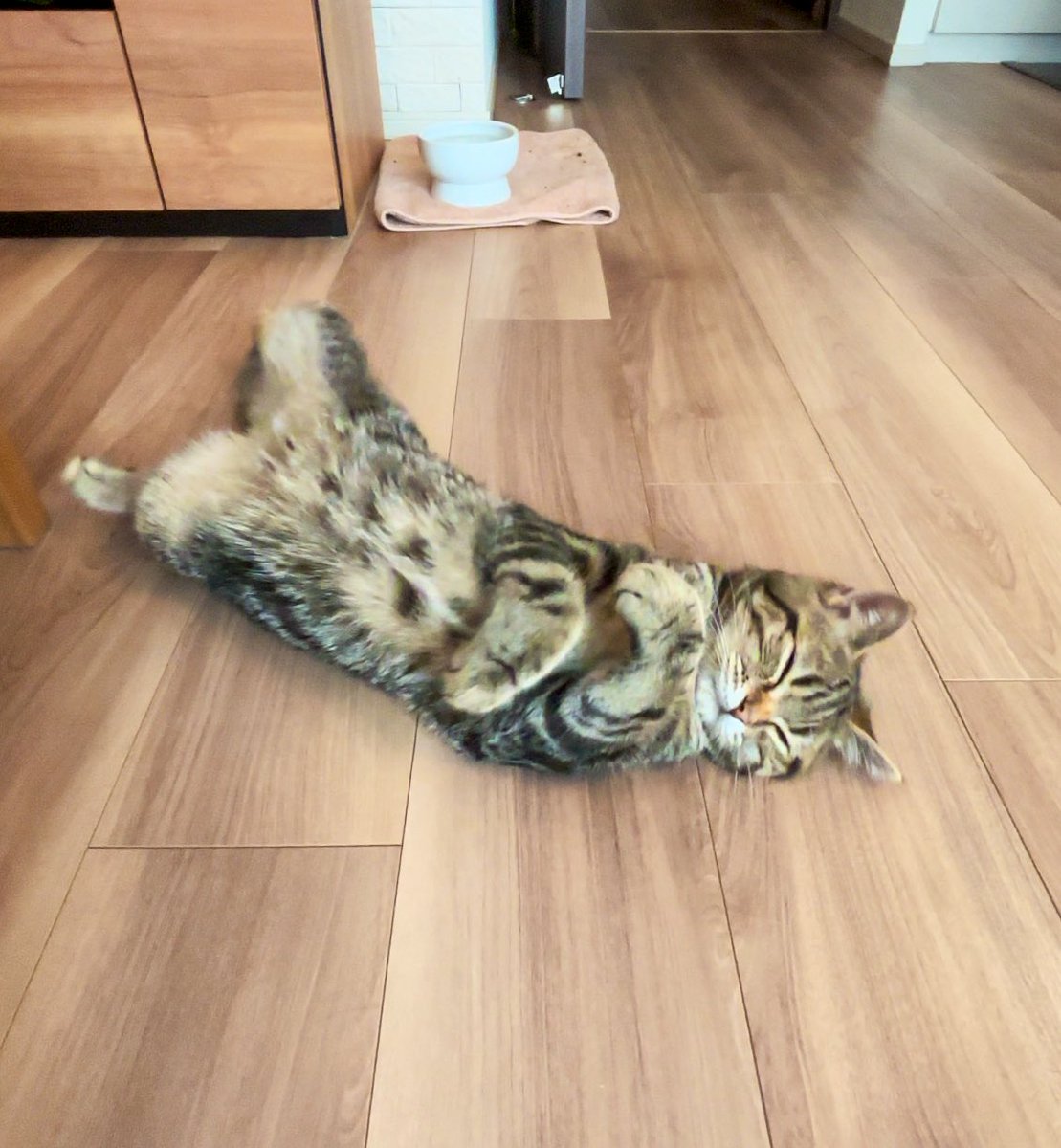 Ako✨４点♡ Amazon.co.jp: 猫壱 キャットプレイキューブ (木目柄) : ペット用品