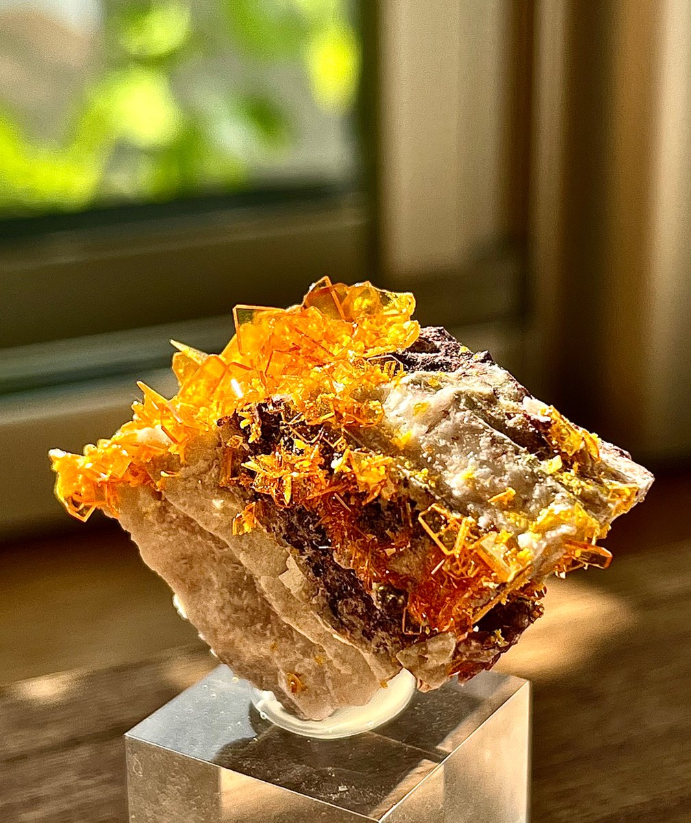 コビグリ (@kokubunbunbun) / Posts / X