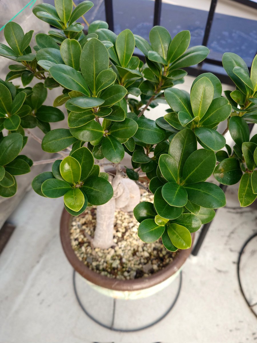 ガジュマル🌿 #観葉植物