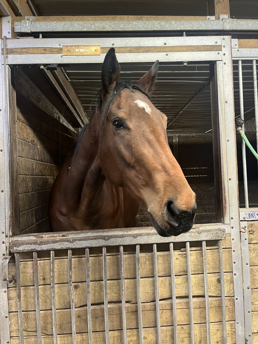 VENCEREMOS still enjoying life at the farm, still waiting for a new home for her post racetrack life