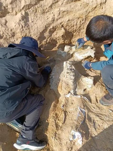 DailyBeijing's tweet image. A team of #paleontologists has uncovered a relatively well-preserved tetralophodon #fossil in a former mine site in Wuzhong, Ningxia Hui autonomous region, #China. Estimated to be between 9 million and 11 million years old, it&apos;s the region’s first fully preserved large-mammal…
