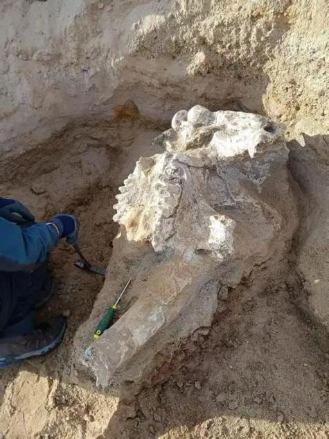 DailyBeijing's tweet image. A team of #paleontologists has uncovered a relatively well-preserved tetralophodon #fossil in a former mine site in Wuzhong, Ningxia Hui autonomous region, #China. Estimated to be between 9 million and 11 million years old, it&apos;s the region’s first fully preserved large-mammal…