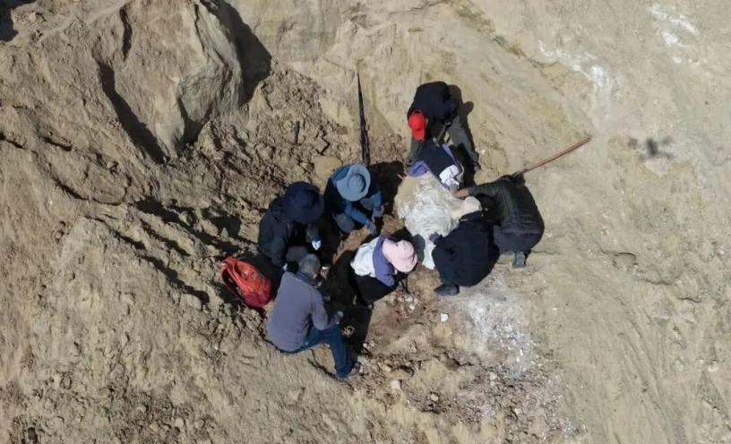 DailyBeijing's tweet image. A team of #paleontologists has uncovered a relatively well-preserved tetralophodon #fossil in a former mine site in Wuzhong, Ningxia Hui autonomous region, #China. Estimated to be between 9 million and 11 million years old, it&apos;s the region’s first fully preserved large-mammal…