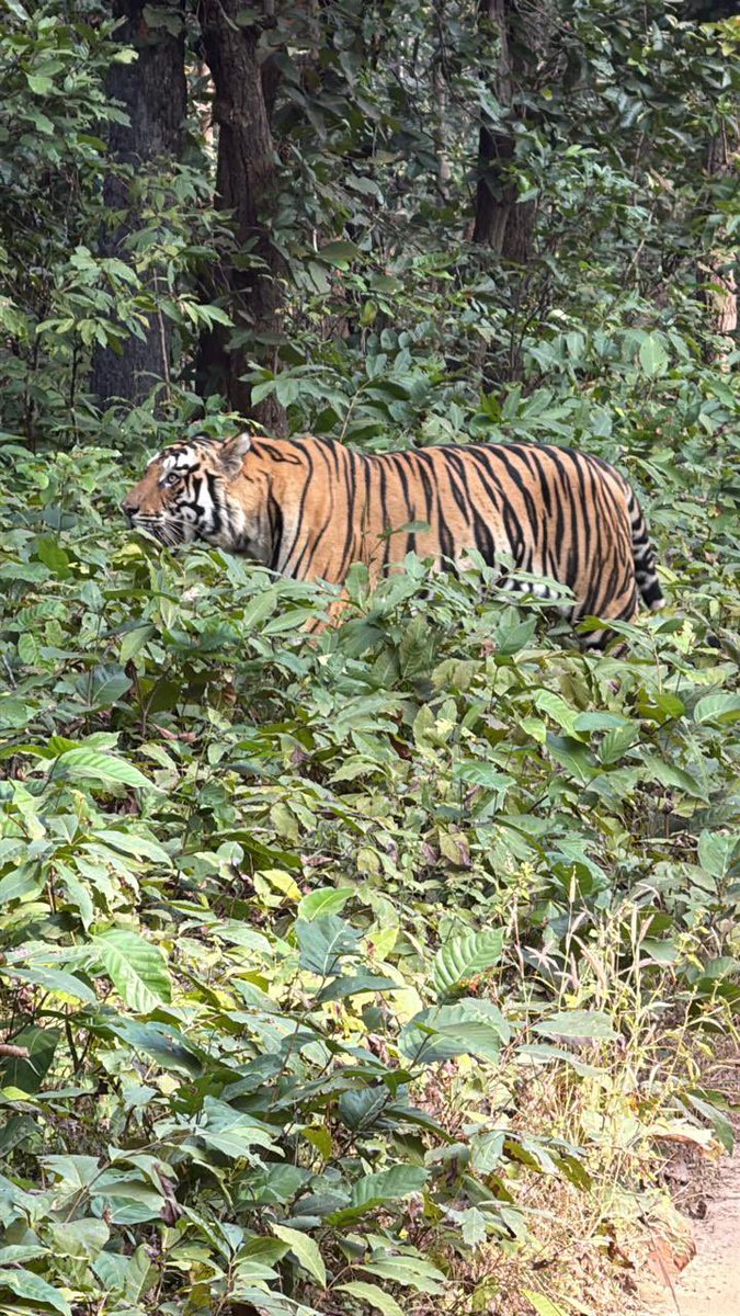 Am I visible in green ? 
Put it in comment 
#kanhatigerreserve