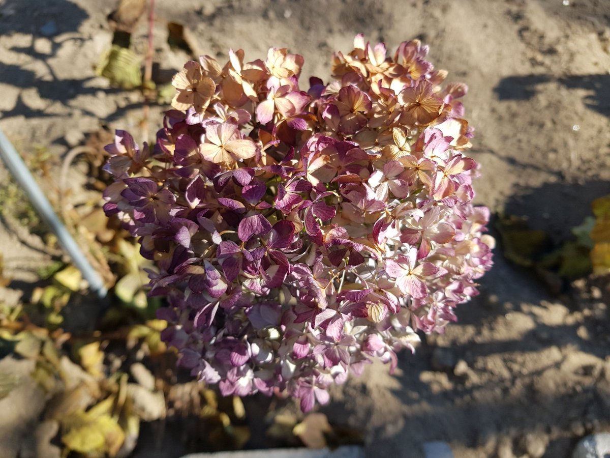 가을 늦도록 마당 "한켠"을 밝혀주던 수국이에요. 이제는 다 말랐고 남김없이 쓸쓸하지만, 그래도 곱고 우아해요.