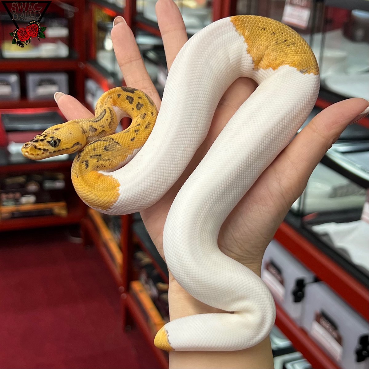 SWAGBaller0425's tweet image. ◤🐍本日も14時～20時営業🌹◢

今週末は…🚘💨
👣6(土)7(日)東京RAMPAGE
🐾7(日)栃木ロコズマーケット

そして…
❤️‍🔥ブリード応援キャンペーン❤️‍🔥
残り3日👊🏻12/5(金)まで😏✨

12月カレンダー本日中にUP予定🗓✅

◤パステル レオパード
クラウン パイ♂◢

#ボールパイソン
#ballpython
#爬虫類
#静岡