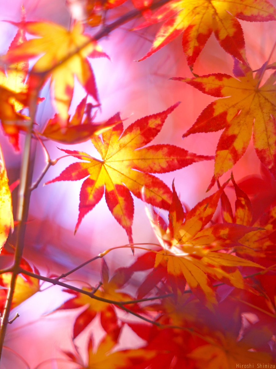 秋爪紅 (アキツマベニ)
山もみじ系の品種
黄色い葉先に赤が滲む紅葉
色彩が鬼滅の刃の煉獄さん〜