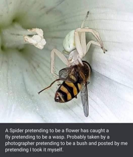 entomemeology's tweet image. 