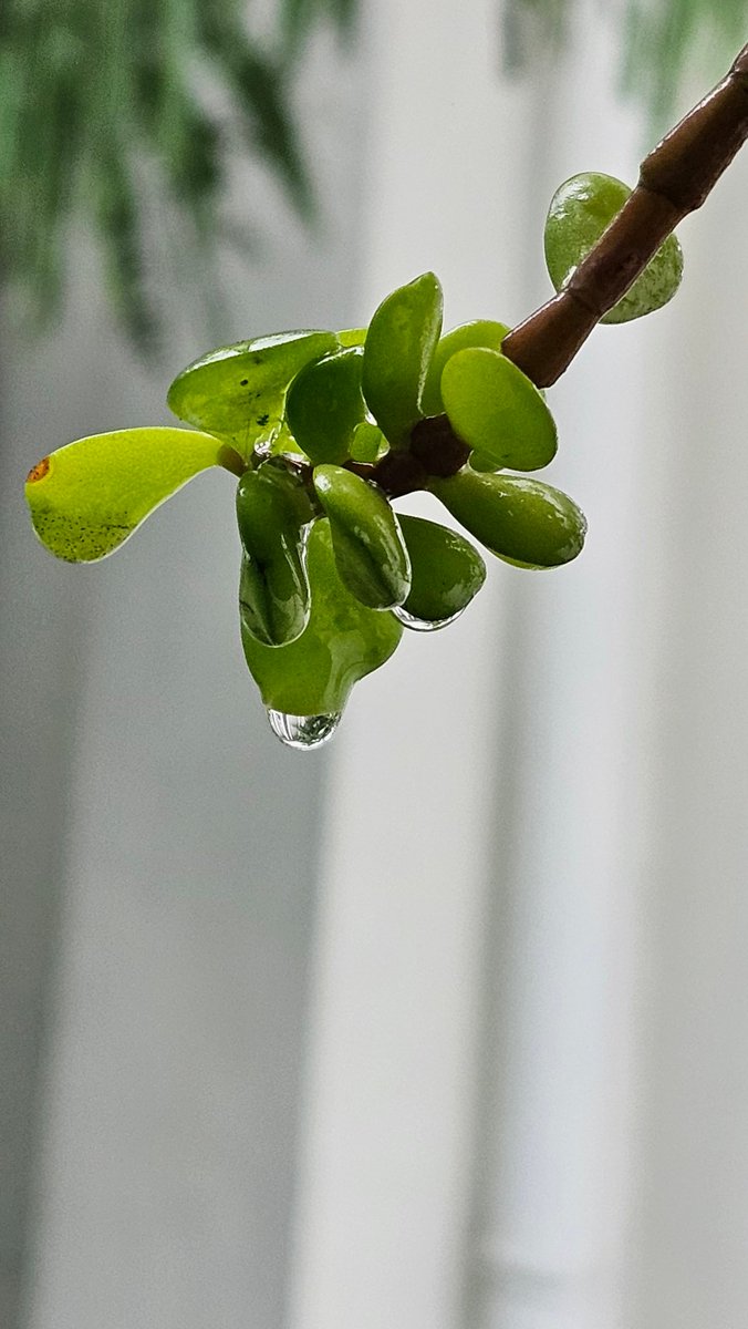 who_JSS's tweet photo. மழையின் தாரைகள் வைர விழுதுகள்…
விழுது பிடித்து விண்ணில் சேர்வேனோ…
சின்னச் சின்ன மழைத்துளிகள் சேர்த்து வைப்பேனோ…🎶💞💜
#rainclicks
#GoodMorningTwitterWorld https://t.co/FAGI45u03S