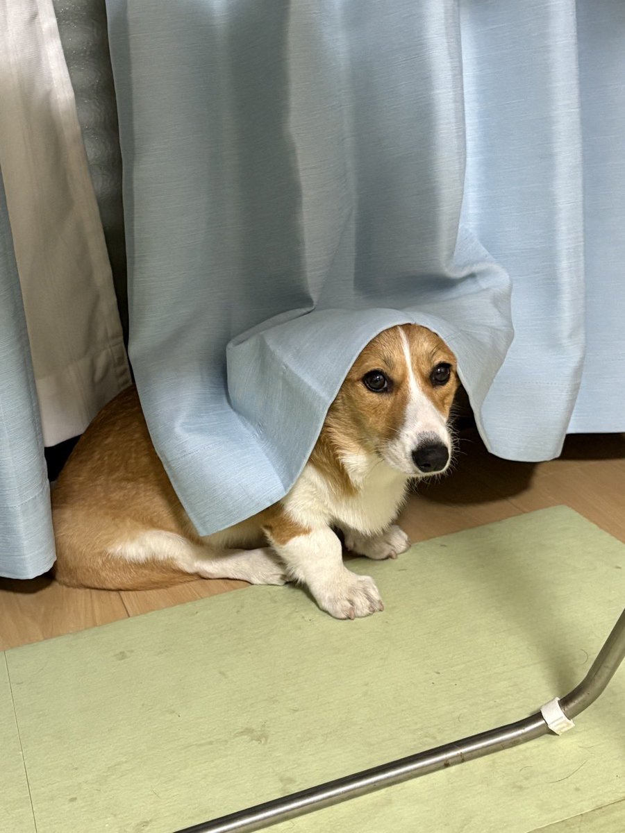 Nabi_and_Aru's tweet image. シスターあるちゃん #コーギー #corgi