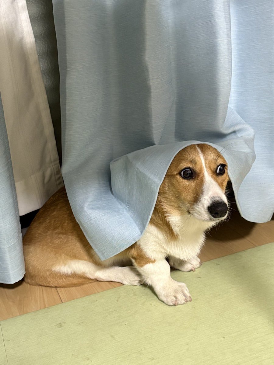 Nabi_and_Aru's tweet image. シスターあるちゃん #コーギー #corgi