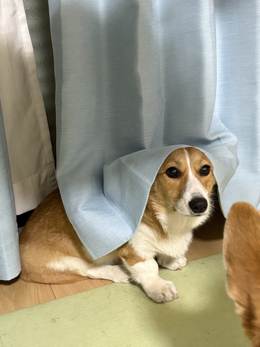 Nabi_and_Aru's tweet image. シスターあるちゃん #コーギー #corgi