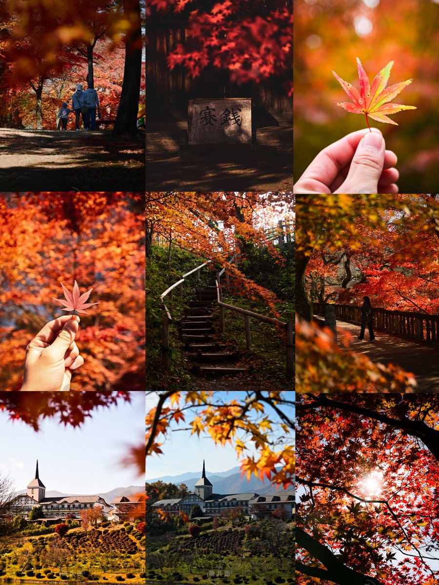 teyst0's tweet photo. カメラ始めてちゃんと紅葉撮ったのは今年が初だったお🍁 https://t.co/nBRrf9LfrV