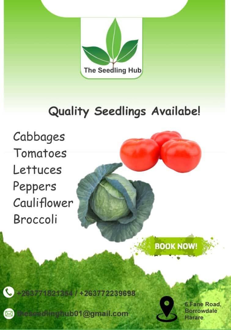 TheSeedlingHub's tweet image. Grow Your Best Harvest.
Unlock superior yields with our premium, disease-resistant seedlings. Choose from our curated selection of vigorous starter plants—like tomatoes, cabbage, and lettuce—bred specifically for farming success.

Why We're the Grower's Choice:
