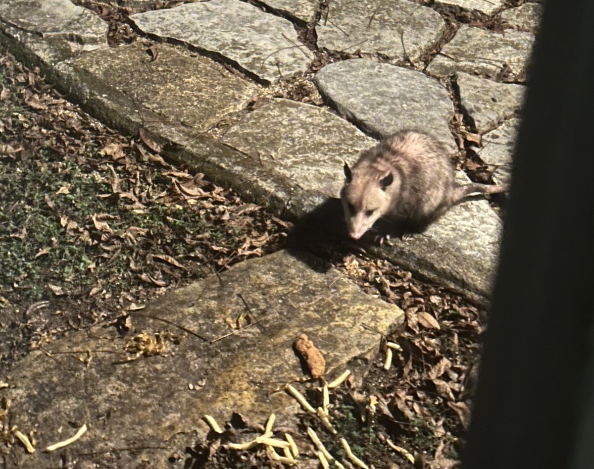 RichOToole's tweet image. Frankie got some leftover Dairy Queen tonight 🙏🏽