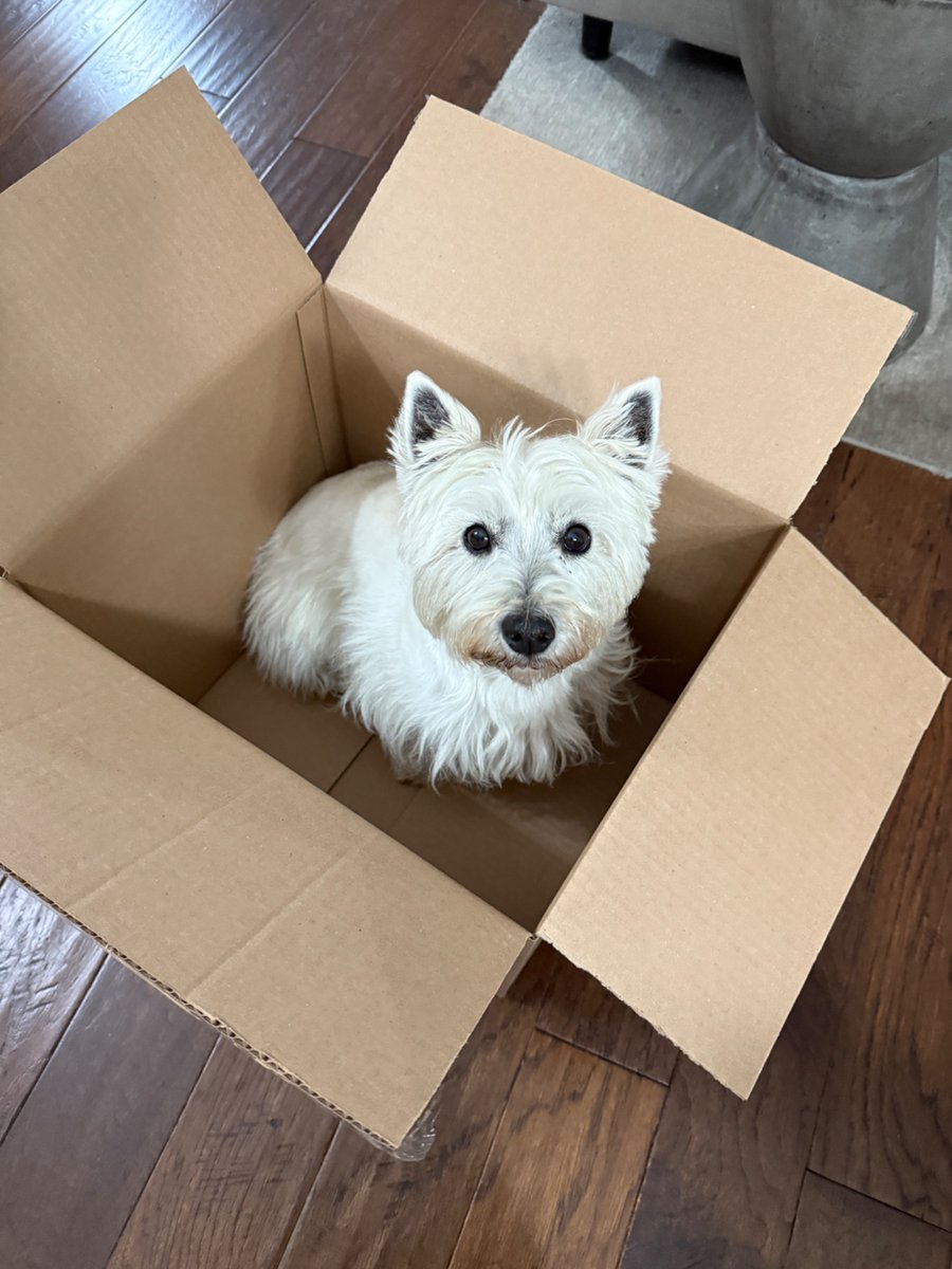 Sometimes we just need some cute pictures that bring a smile to our faces like Piper sitting in a box 😚😂❤️. No real reason. She jumped in the box like a cat and looked funny. Remember to enjoy the small, silly things in life!