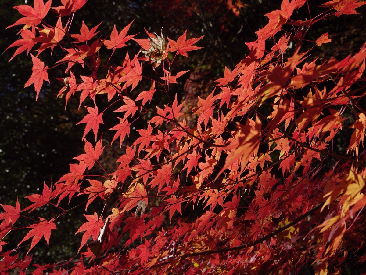 「先週末の紅葉巡り。 ゲ謎の幻の聖地でもある、愛知県春日井市にある定光寺駅を降りて」|猫間川よしをのイラスト