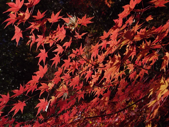 先週末の紅葉巡り。 ゲ謎の幻の聖地でもある、愛知県春日井市にある定光寺駅を降りてすぐ。 明治時代の鉄道トンネルがそのまま残されてる愛岐トンネル群の秋の特別公開が始まりました。 赤煉瓦造りのトンネルと紅葉が組み合わさった風景の美しさに惹かれ、沢山の観光客で溢れていました。 癒しでした…