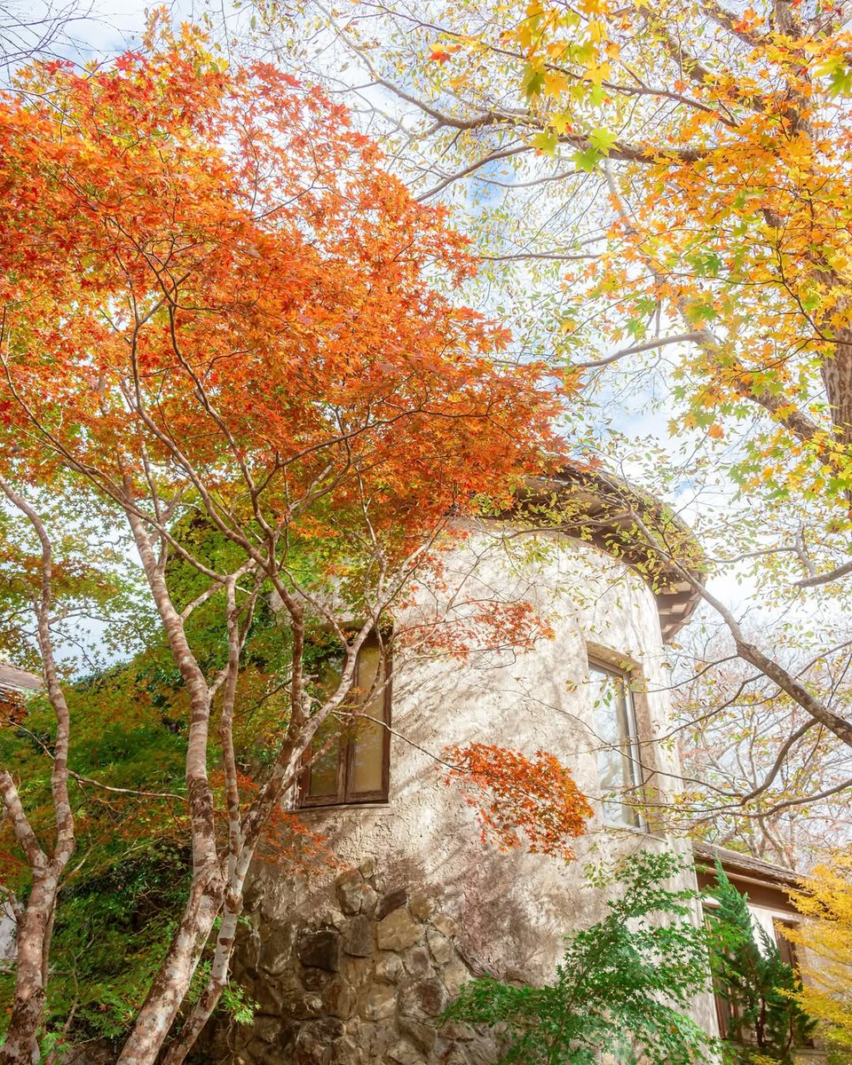 箱根ガラスの森美術館 #花のある風景 ＼ 晩秋の光に包まれた箱根ガラス
