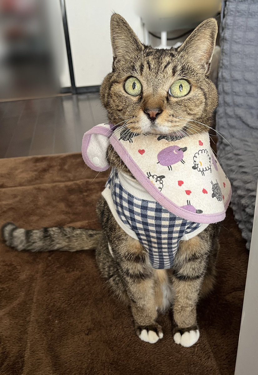 komu___0508's tweet photo. むーちゃん！😼 https://t.co/EGusbVoyI1