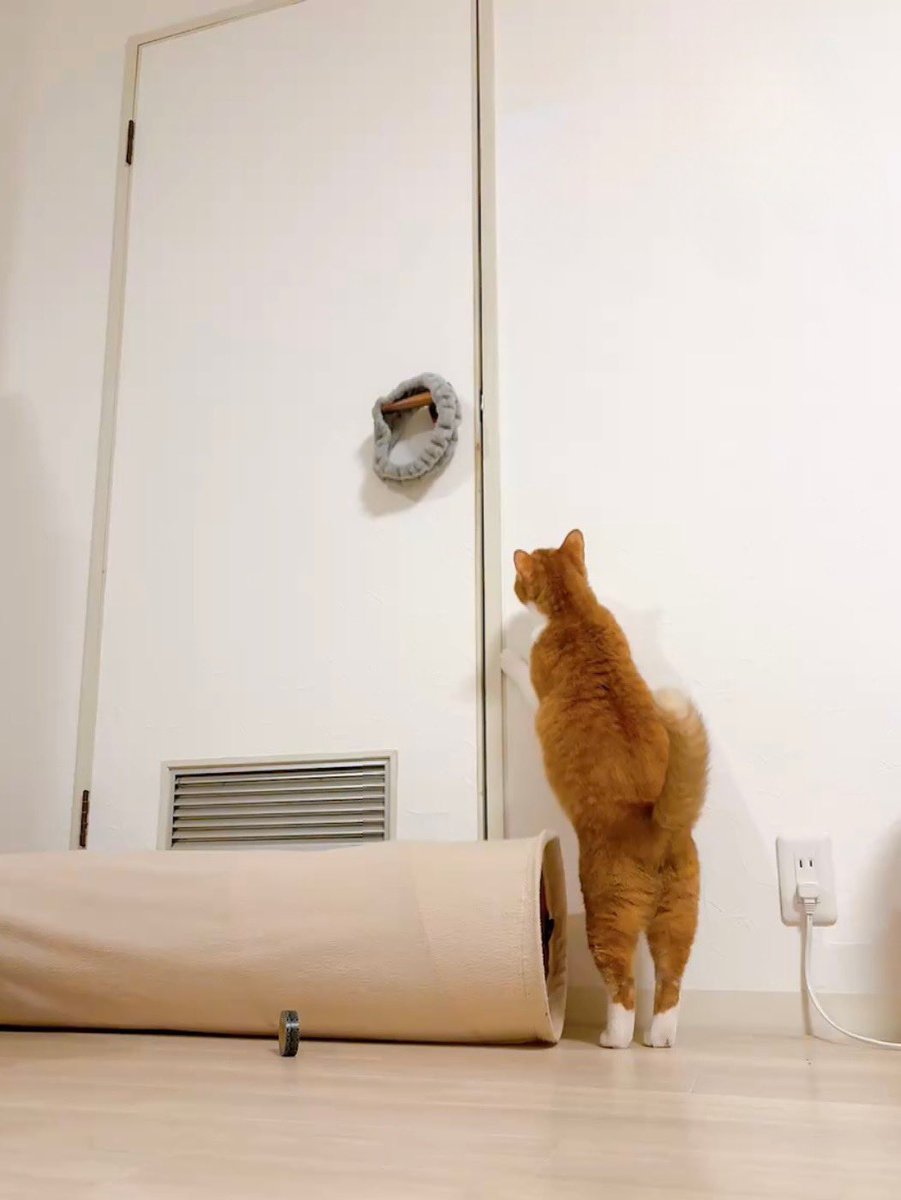 Post by きなこ on X: 気になるき