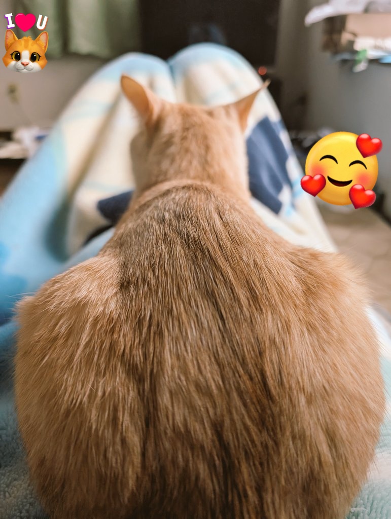 🥱目覚めの時😽
目が覚めると目の前に猫尻が😧🍑
猫、上機嫌で大のど鳴らし🥰😽
そろそろ起きたいけれども、猫がこんなに幸せそうにしてると起きられない🤤
幸せな時間✨☺️😽✨