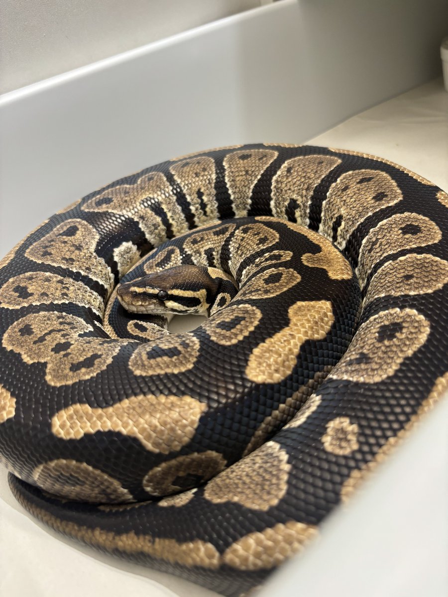 na___Python's tweet image. 🥸