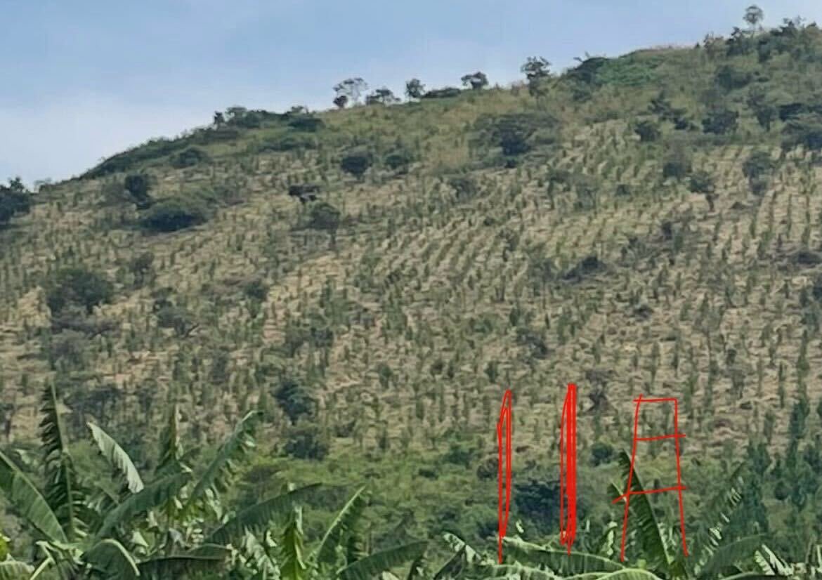 ac_planta's tweet photo. 昨年から���ウガンダで森をつくる実証試験を進めています🇺🇬🌳
昨夏はほぼハゲ山…
今年6月は、遠くから木がポツポツ見える程度…😵
しかし、11月末には樹影がハッキリとわかるレベルまで復活✨
弊社技術により、通常よりかなり早いスピードで造林が進んでいます🥳
#acplanta #skeepon #アクプランタ https://t.co/8qyh2e3IQK