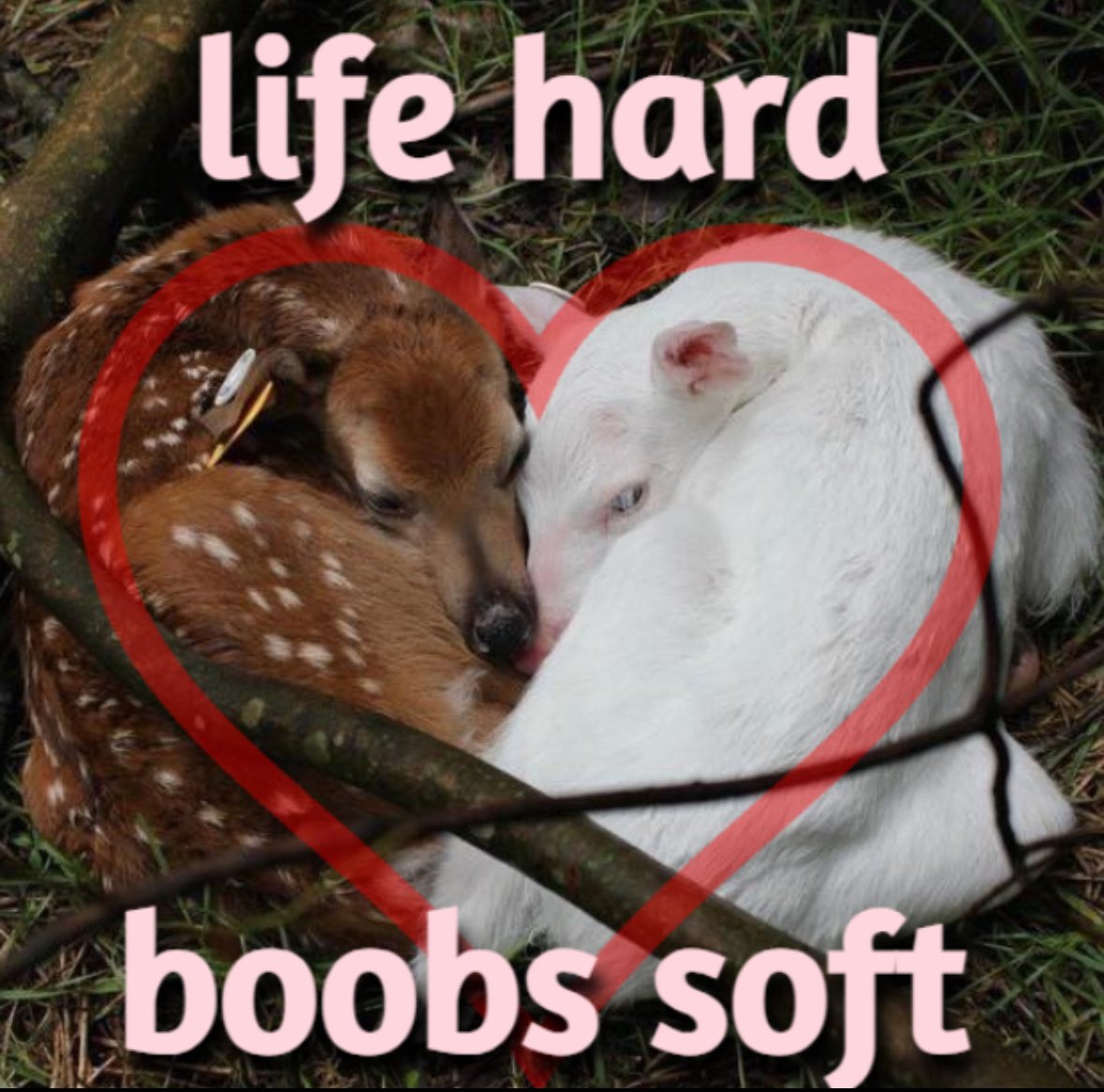 deertgurl's tweet photo. https://t.co/JlLwSLDfoa