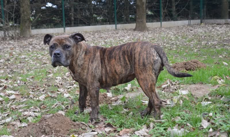 Vous vous souvenez de la magnifique Tiana et de son regard bouleversant ? Sauvée de l'euthanasie, elle attend sa famille à la SPA de Chamarande (91)
Merci de partager en masse SVP 🙏 
facebook.com/share/p/17o7A5…