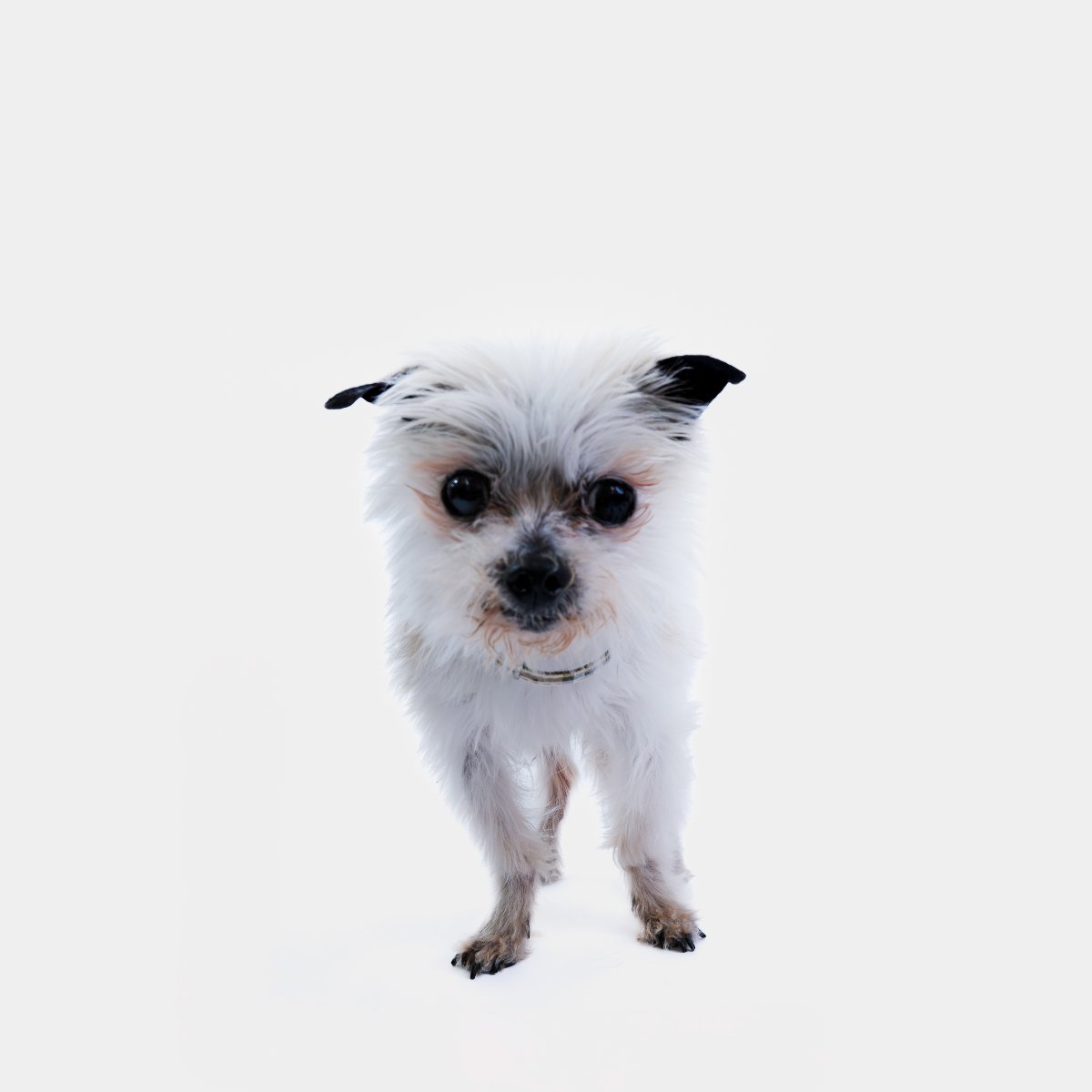 The Irish Blue Cross tweet media