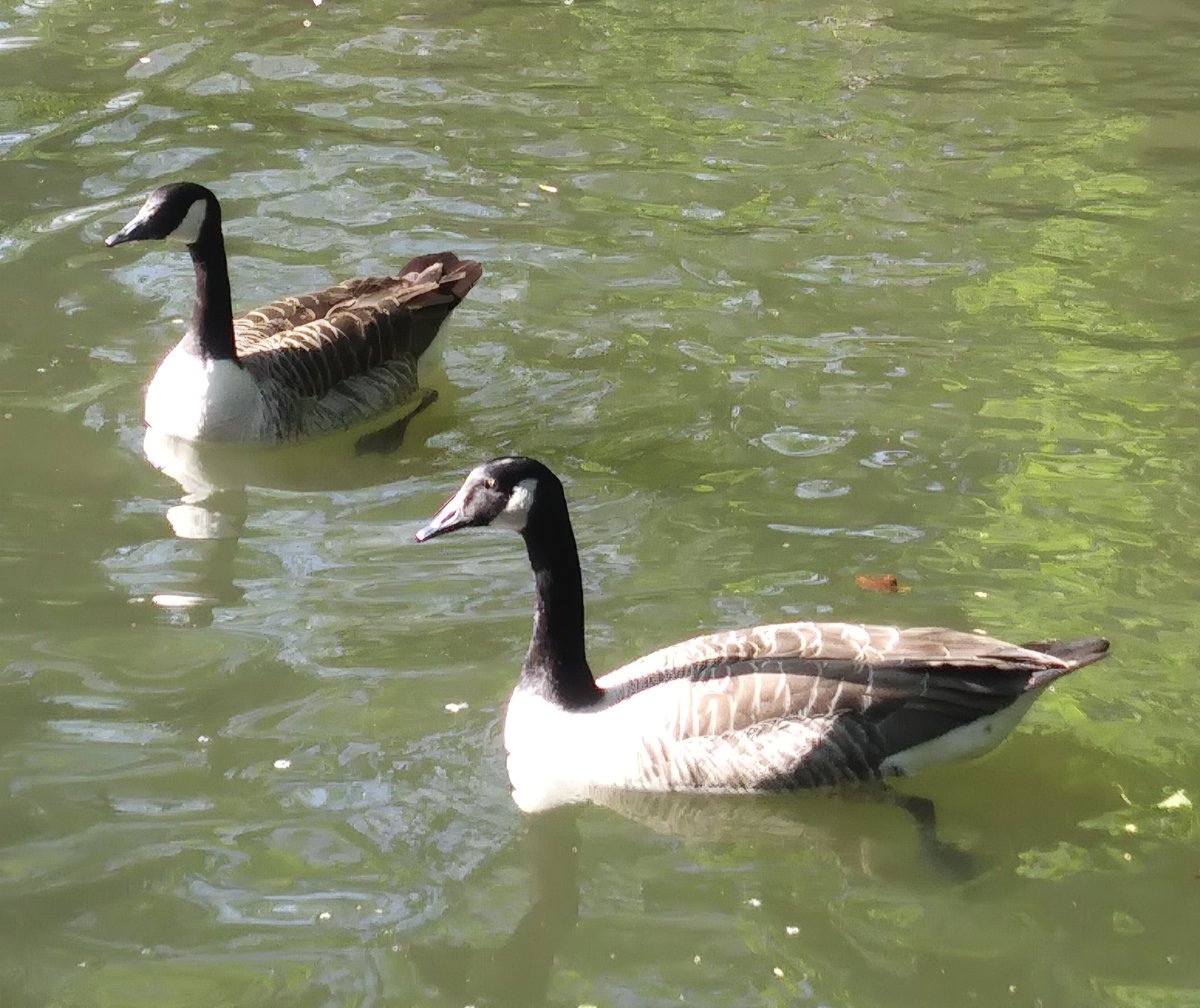 <a href="/DailyPicTheme2/">Daily Picture Theme</a> #Goose x 2. I didn't think I had any contributions for today, then found this from a 2019, trip to Windsor.