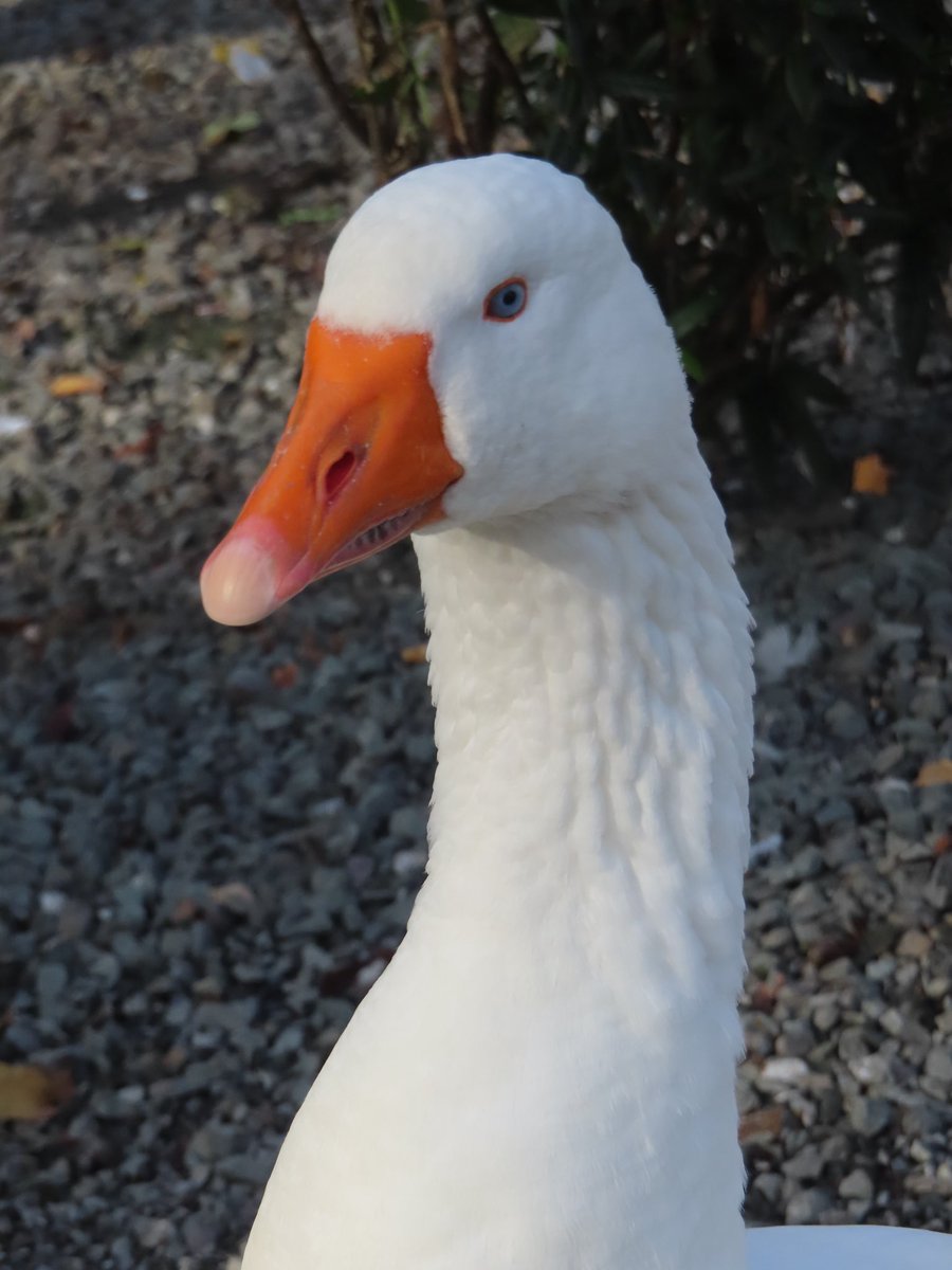 <a href="/DailyPicTheme2/">Daily Picture Theme</a> “Hey, who’re you calling a #Goose?”
#GooseReport #DailyPictureTheme