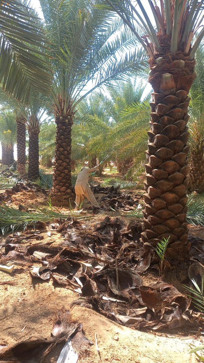 نخل عربي للبيع
نظيف
شد كرب
سعر مناسب 
0566580616